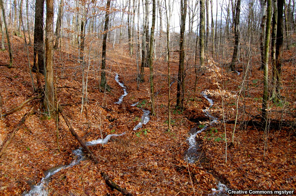 Two narrow channels of runoff weave their way through leaf litter in a deciduous forest floor 