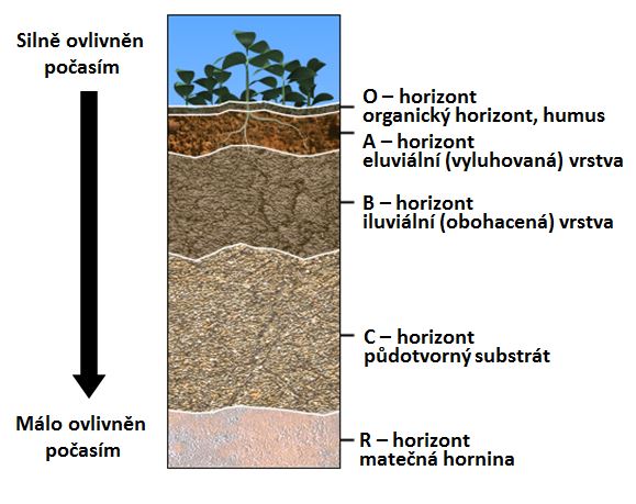 Soil cross-section schematic showing soil horizons.